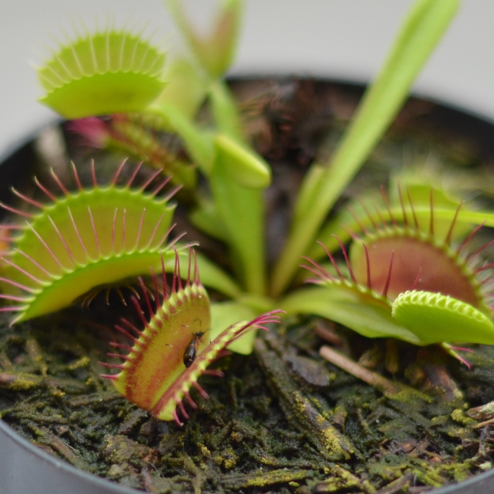 Meet your Posher, Graph